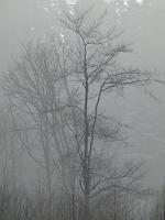  (C) 2009 by G. Doczkal, 
Winter am Eichelberg, 
48.852947°N/8.324014°E, 1.67  Km von Waldprechtsweier, Baden-Württemberg, Germany