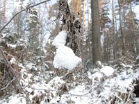  (C) 2009 by G. Doczkal, 
Winter am Eichelberg, 
48.851955°N/8.328545°E, 1.67  Km von Waldprechtsweier, Baden-Württemberg, Germany