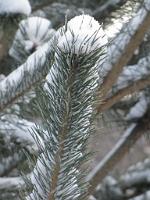  (C) 2009 by G. Doczkal, 
Winter am Eichelberg, 
48.848614°N/8.328511°E, 1.91  Km von Winkel, Baden-Württemberg, Germany
