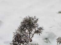 (C) 2009 by G. Doczkal, 
Winterimpression, 
48.883621°N/8.319493°E, Wasserloch bei Malsch, Baden-Württemberg, Germany