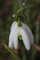  (C) 2009 by G. Doczkal, 
Schneeglöckchen, 
48.883621°N/8.319493°E, Wasserloch bei Malsch, Baden-Württemberg, Germany