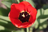  (C) 2009 by G. Doczkal, 
Tulpe, 
48.883621°N/8.319493°E, Wasserloch bei Malsch, Baden-Württemberg, Germany
