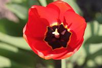  (C) 2009 by G. Doczkal, 
Tulpe, 
48.883621°N/8.319493°E, Wasserloch bei Malsch, Baden-Württemberg, Germany