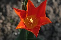  (C) 2009 by G. Doczkal, 
Tulpe, 
48.883621°N/8.319493°E, Wasserloch bei Malsch, Baden-Württemberg, Germany