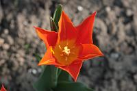  (C) 2009 by G. Doczkal, 
Tulpe, 
48.883621°N/8.319493°E, Wasserloch bei Malsch, Baden-Württemberg, Germany