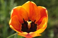  (C) 2009 by G. Doczkal, 
Tulpe, 
48.883621°N/8.319493°E, Wasserloch bei Malsch, Baden-Württemberg, Germany