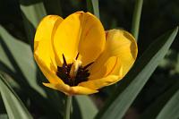  (C) 2009 by G. Doczkal, 
Tulpe, 
48.883621°N/8.319493°E, Wasserloch bei Malsch, Baden-Württemberg, Germany
