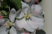  (C) 2009 by G. Doczkal, 
Apfelblüte, 
48.883621°N/8.319493°E, Wasserloch bei Malsch, Baden-Württemberg, Germany