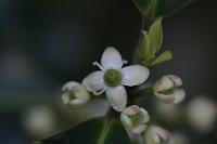  (C) 2009 by G. Doczkal, 
Stechlaubblüte, 
48.883621°N/8.319493°E, Wasserloch bei Malsch, Baden-Württemberg, Germany