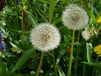  (C) 2009 by G. Doczkal, 
Pusteblume (Fruchtstand des Löwenzahns), 
48.883621°N/8.319493°E, Wasserloch bei Malsch, Baden-Württemberg, Germany