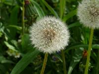  (C) 2009 by G. Doczkal, 
Pusteblume (Fruchtstand des Löwenzahns), 
48.883621°N/8.319493°E, Wasserloch bei Malsch, Baden-Württemberg, Germany