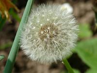  (C) 2009 by G. Doczkal, 
Pusteblume (Fruchtstand des Löwenzahns), 
48.883621°N/8.319493°E, Wasserloch bei Malsch, Baden-Württemberg, Germany