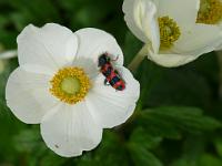  (C) 2009 by G. Doczkal, 
Anemone, 
48.883621°N/8.319493°E, Wasserloch bei Malsch, Baden-Württemberg, Germany