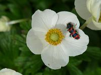  (C) 2009 by G. Doczkal, 
Anemone, 
48.883621°N/8.319493°E, Wasserloch bei Malsch, Baden-Württemberg, Germany