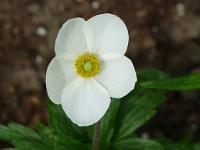  (C) 2009 by G. Doczkal, 
Anemone, 
48.883621°N/8.319493°E, Wasserloch bei Malsch, Baden-Württemberg, Germany