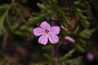  (C) 2009 by G. Doczkal, 
Blüte, 
48.883621°N/8.319493°E, Wasserloch bei Malsch, Baden-Württemberg, Germany