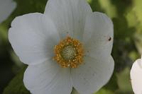  (C) 2009 by G. Doczkal, 
Anemone, 
48.883621°N/8.319493°E, Wasserloch bei Malsch, Baden-Württemberg, Germany