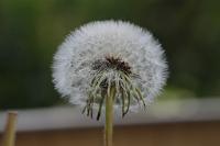  (C) 2009 by G. Doczkal, 
Pusteblume, 
48.883621°N/8.319493°E, Wasserloch bei Malsch, Baden-Württemberg, Germany