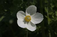  (C) 2009 by G. Doczkal, 
Anemone, 
48.883621°N/8.319493°E, Wasserloch bei Malsch, Baden-Württemberg, Germany