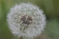  (C) 2009 by G. Doczkal, 
Pusteblume, 
48.883621°N/8.319493°E, Wasserloch bei Malsch, Baden-Württemberg, Germany