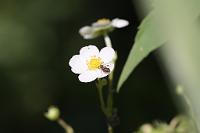  (C) 2009 by G. Doczkal, 
Erdbeerblüte mit Ameise, 
48.883621°N/8.319493°E, Wasserloch bei Malsch, Baden-Württemberg, Germany