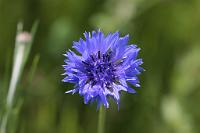  (C) 2009 by G. Doczkal, 
Kornblume, 
48.883621°N/8.319493°E, Wasserloch bei Malsch, Baden-Württemberg, Germany