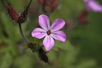  (C) 2009 by G. Doczkal, 
Blüte, 
mit IrfanView aufgehellt, 
48.883621°N/8.319493°E, Wasserloch bei Malsch, Baden-Württemberg, Germany