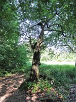  (C) 2009 by G. Doczkal, 
Alter Baum, 
Eichelberg bei Waldprechtsweier, Baden-Württemberg, Germany