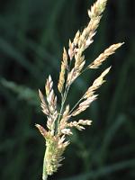  (C) 2009 by G. Doczkal, 
Grasrispe, 
48.84819°N/8.32790°E, 1.85  Km von Winkel, Baden-Württemberg, Germany