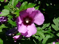  (C) 2009 by G. Doczkal, 
Hibiscus, 
48.883621°N/8.319493°E, Wasserloch bei Malsch, Baden-Württemberg, Germany