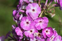  (C) 2009 by G. Doczkal, 
Phlox, 
48.883621°N/8.319493°E, Wasserloch bei Malsch, Baden-Württemberg, Germany