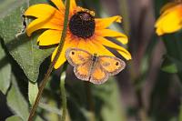  (C) 2009 by G. Doczkal, 
Schmetterling, 
48.883621°N/8.319493°E, Wasserloch bei Malsch, Baden-Württemberg, Germany