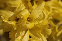  (C) 2010 by G. Doczkal, 
Forsythien, 
48.883602°N/8.319743°E, Wasserloch bei Malsch, Baden-Württemberg, Germany