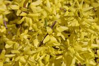  (C) 2010 by G. Doczkal, 
Forsythien, 
48.883602°N/8.319743°E, Wasserloch bei Malsch, Baden-Württemberg, Germany
