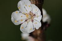  (C) 2010 by G. Doczkal, 
Aprikosenblüte, 
48.883602°N/8.319743°E, Wasserloch bei Malsch, Baden-Württemberg, Germany