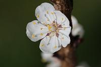  (C) 2010 by G. Doczkal, 
Aprikosenblüte, 
48.883602°N/8.319743°E, Wasserloch bei Malsch, Baden-Württemberg, Germany