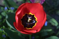  (C) 2010 by G. Doczkal, 
Tulpe, 
48.883602°N/8.319743°E, Wasserloch bei Malsch, Baden-Württemberg, Germany