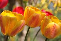  (C) 2010 by G. Doczkal, 
Tulpen, 
48.883602°N/8.319743°E, Wasserloch bei Malsch, Baden-Württemberg, Germany