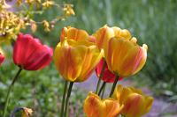  (C) 2010 by G. Doczkal, 
Tulpen, 
48.883602°N/8.319743°E, Wasserloch bei Malsch, Baden-Württemberg, Germany