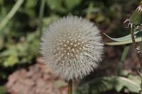  (C) 2010 by G. Doczkal, 
Pusteblume (Fruchtstand des Löwenzahns), 
48.883602°N/8.319743°E, Wasserloch bei Malsch, Baden-Württemberg, Germany