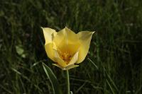  (C) 2010 by G. Doczkal, 
Tulpe, 
48.883602°N/8.319743°E, Wasserloch bei Malsch, Baden-Württemberg, Germany