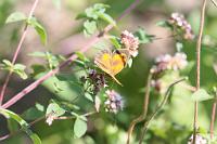  (C) 2010 by G. Doczkal, 
Schmetterling, 
48.883602°N/8.319743°E, Wasserloch bei Malsch, Baden-Württemberg, Germany
