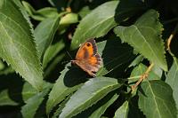  (C) 2010 by G. Doczkal, 
Schmetterling, 
48.883602°N/8.319743°E, Wasserloch bei Malsch, Baden-Württemberg, Germany