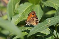  (C) 2010 by G. Doczkal, 
Schmetterling, 
48.883602°N/8.319743°E, Wasserloch bei Malsch, Baden-Württemberg, Germany
