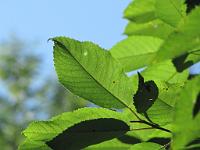 20100807-102752-6