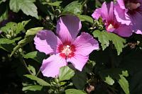  (C) 2010 by G. Doczkal, 
Hibiskus, 
48.883602°N/8.319743°E, Wasserloch bei Malsch, Baden-Württemberg, Germany