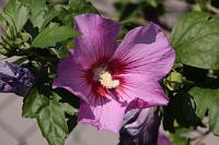  (C) 2010 by G. Doczkal, 
Hibiskus, 
48.883602°N/8.319743°E, Wasserloch bei Malsch, Baden-Württemberg, Germany