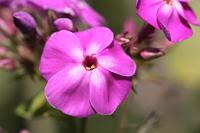  (C) 2010 by G. Doczkal, 
Phlox, 
48.883602°N/8.319743°E, Wasserloch bei Malsch, Baden-Württemberg, Germany