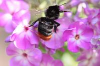  (C) 2010 by G. Doczkal, 
Steinhummel, 
48.883602°N/8.319743°E, Wasserloch bei Malsch, Baden-Württemberg, Germany