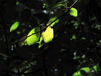  (C) 2010 by G. Doczkal, 
Licht und Schatten, 
48.853722°N/8.322739°E, 1.63  Km von Waldprechtsweier, Baden-Wuerttemberg, Germany